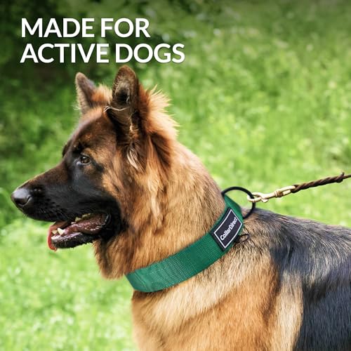 Image of Heavy Duty Waterproof Dog Collar, Double-Layered Nylon (Green, 15-23) | Adjustable heavy-duty collar for medium /large dogs; rugged double-layered nylon built to handle active, daily wear and tear