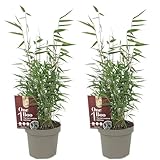 Lot de 2 Bambous Fargesia Jiuzhaigou - Bambou Non Traçant Persistant - Haie Brise-Vue Sans Rhizomes - Chaumes Rouges Décoratifs pour Jardin et Pots (20-30 cm, pot 10cm inclus)