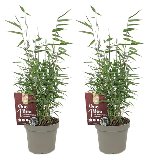 Bambou Fargesia Jiuzhaigou - Bambou Non-Traçant Persistant - Haie Brise-Vue Compacte - Chaumes Rouges Décoratifs pour Jardin et Pot (40-50 cm avec Pot 14cm)