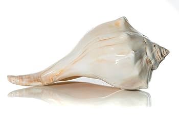 置物 atrantic whelk shell Amazon.com: Conch Shell Decor - Seashell Decor - 7-8