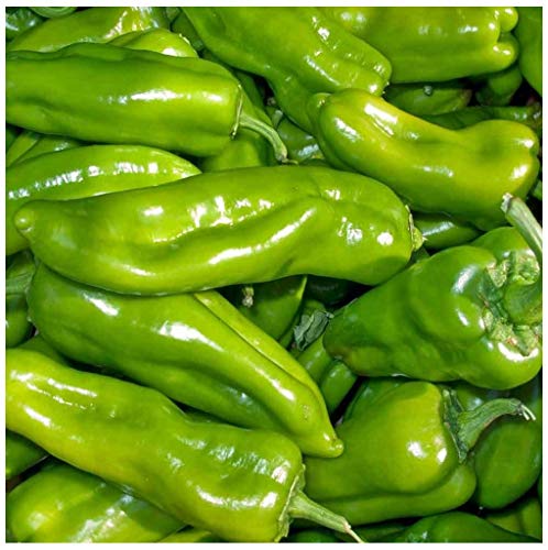 Premier Seeds Direct - Sweet Pepper - CUBANELLE - 40 Seeds