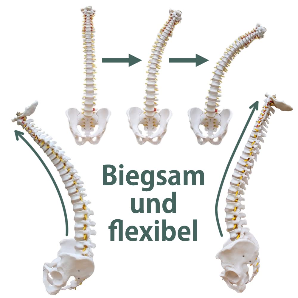 Columna vertebral flexible – Rashi modelo – 75 cm – soporte incluido
