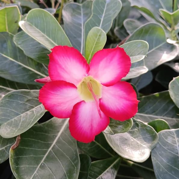 2 Live Desert Rose Plants for Bonsai, Adenium Obesum Seedling Adenium Flowers Plants, Grow Indoor or Outdoor, 4-6 Inch Tall - Pink Desert Rose Flower