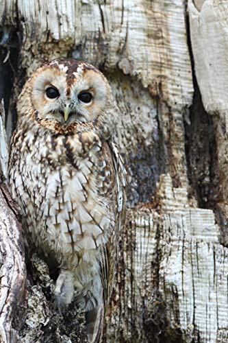 OWL: Birds from the order Strigiformes, which includes about 200 species of mostly solitary and nocturnal birds of prey with excellent vision, great hearing, sharp talons, and silent flight.
