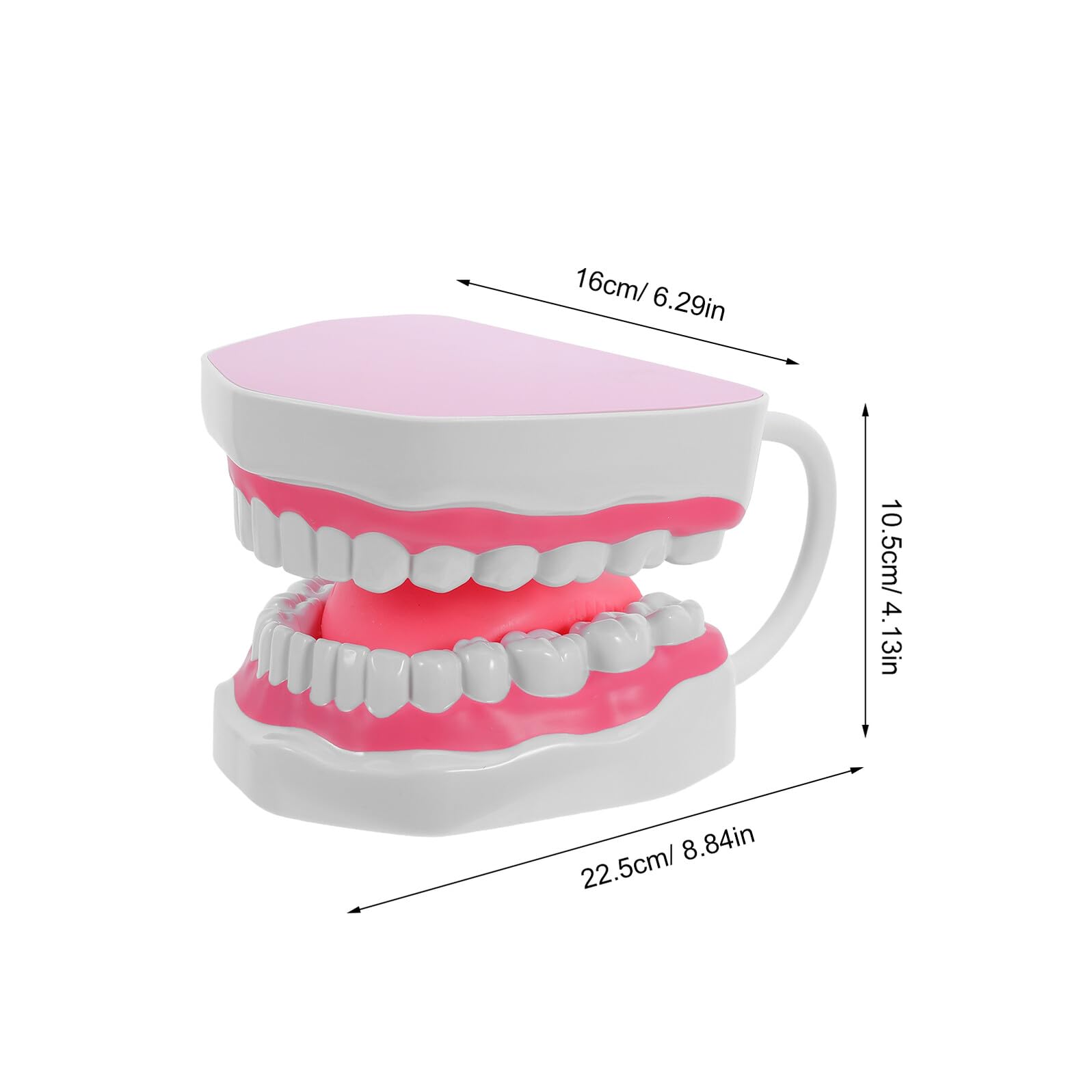 Modello di Denti Adulto in Plastica PVC 6X Ingrandito per Formazione Igiene Orale Didattica con Supporto Portatile per Scuole Cliniche e Studio Odontoiatrico