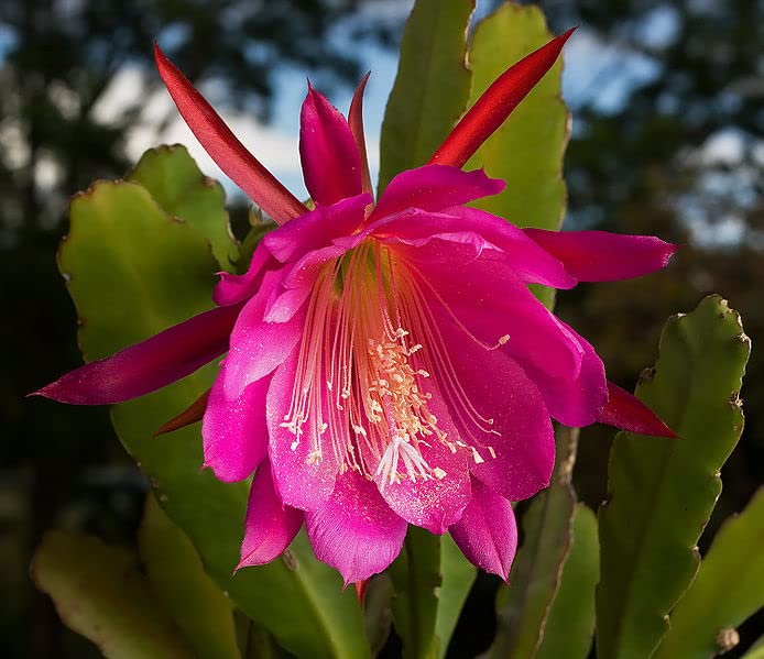 Brahma Kamal/Night Queen (pink) Healthy plant with Pot Pack of 1 Brahma Kamal pink live plant (B0CQYZ5CTH) Amazon Price History, Amazon Price Tracker
