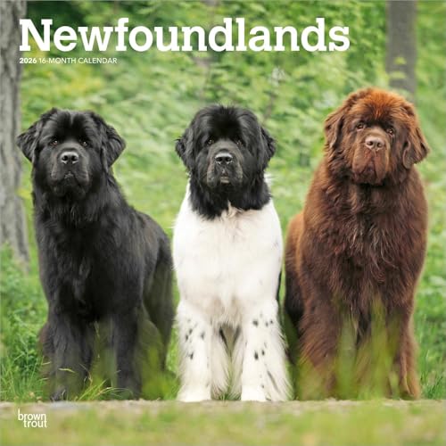 Newfoundlands – Neufundländer 2026 – 16-Monatskalender: Original BrownTrout-Kalender [Mehrsprachig] [Kalender] (Wall-Kalender)