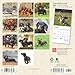 Dachshunds | 2025 7 x 14 Inch Monthly Mini Wall Calendar | BrownTrout | Animals Dog Breeds
