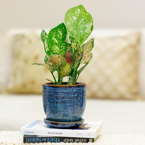 Image of Ceramic Indoor Plant Pots, Ceramic Flower Pots for Home Decoration, Planters, Ceramic Pots with Tray Set (Blue, 5 inches, Set of 2 Indoor Planters)