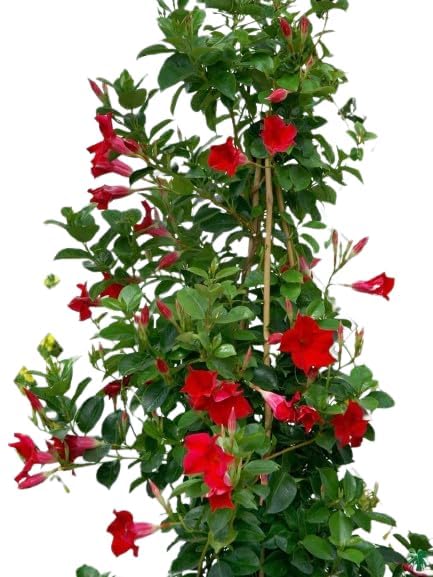 Greenursery Mandevilla Plant Garden Live Plant Nursery Outdoor Living Plant (Red) (B0CRH1QXS7) Amazon Price History, Amazon Price Tracker