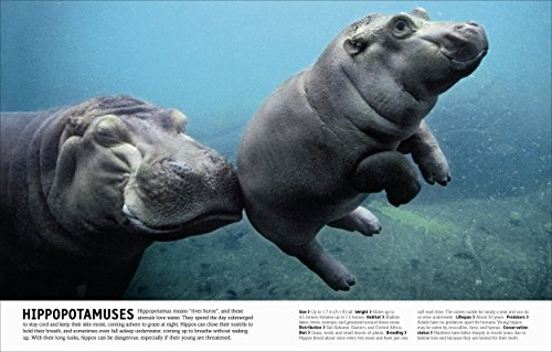 Our World in Pictures The Animal Book (DK Our World in Pictures) - Image 8