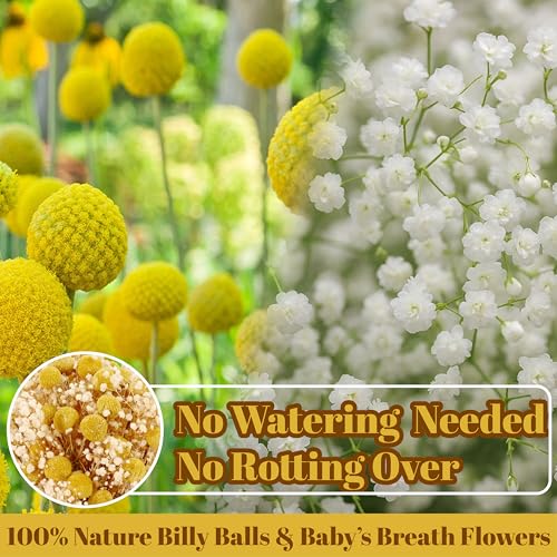 50 Pzas Flores Secas Billy Balls y Baby’s Breath miniatura 2