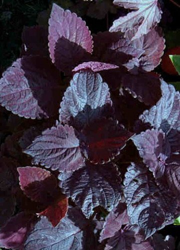Giant Exhibition Palisandra Coleus 10 Seeds-Indoors/Out Giant Exhibition Palisandra Coleus 10 Seeds-Indoors/Out