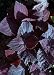 Giant Exhibition Palisandra Coleus 10 Seeds-Indoors/Out