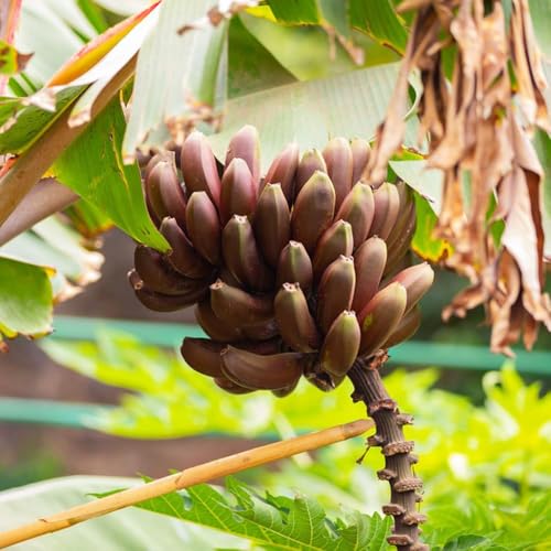 semi di banana 250pcs