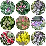 semillas arveja de interior exóticas Bonsái para reverdecer techos perennes resistentes balcón invernadero silvestres de balcón guisante olor cortadas 200pcs