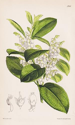 Gaultheria Fragrantissima. Tab. 5984 - Himalaya / Pflanze Planzen plant plants / flower flowers Blume Blumen / botanical Botanik botany / aus 
