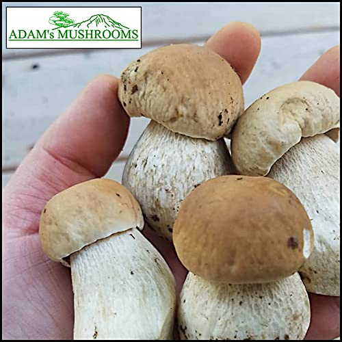 Adam's Mushrooms, Pacific Northwest Wild Dried Porcini Mushrooms (Boletus Edulis), Wild Foraged Dried Mushrooms For Cooking "Penny Bun", 0.8 Oz (Pack Of 2)+Includes-Free Rhino Fine Foods Basil .071Oz #TOP4