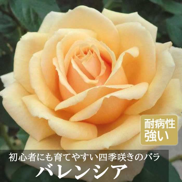超大苗 バラ苗 バレンシア 四季咲き 巨大輪 強健強香 蕾あり インパクト大