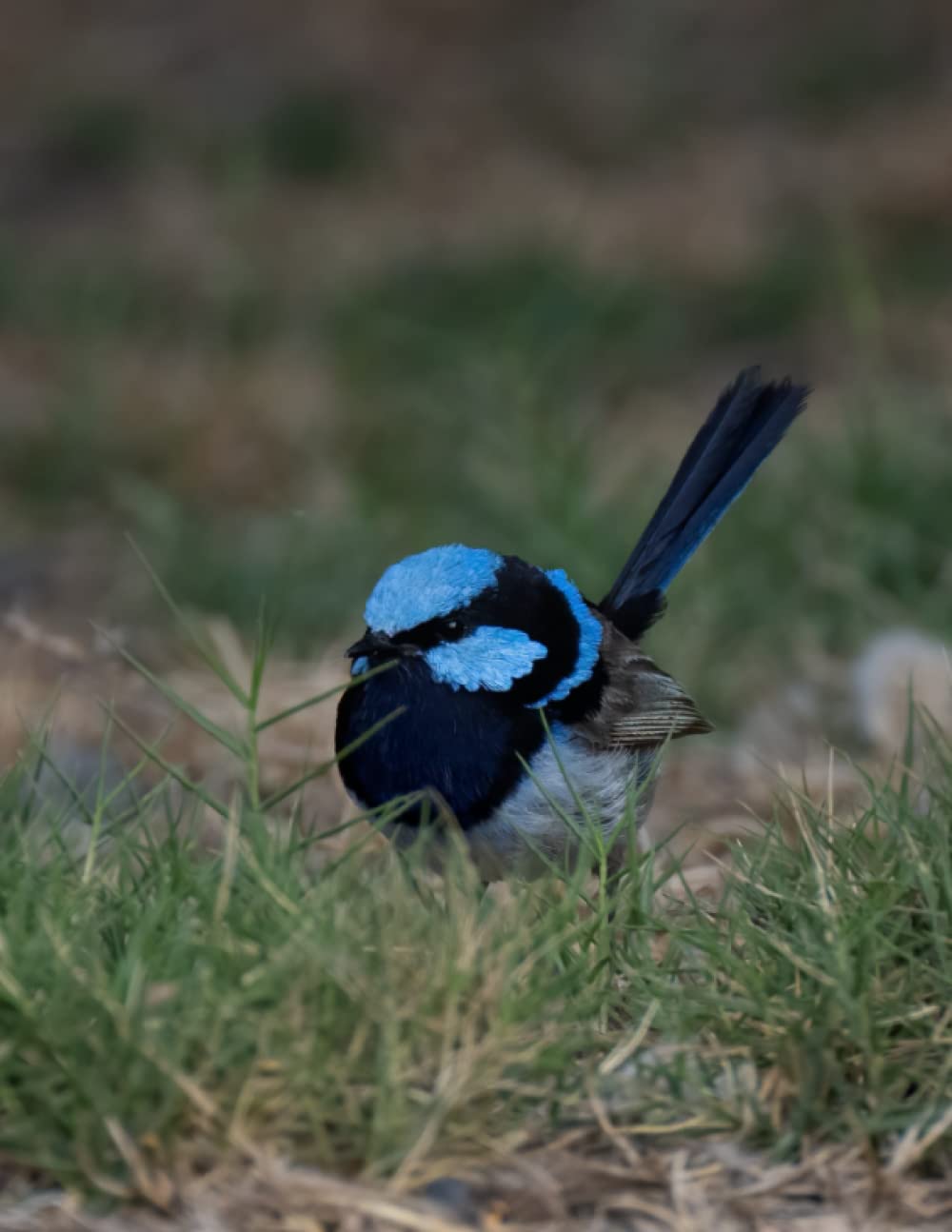 Fairywren Notebook: Large Size Notebook 8.5” x 11” (21.59cm x 27.94cm) 150 Ruled Pages Matte Softcover