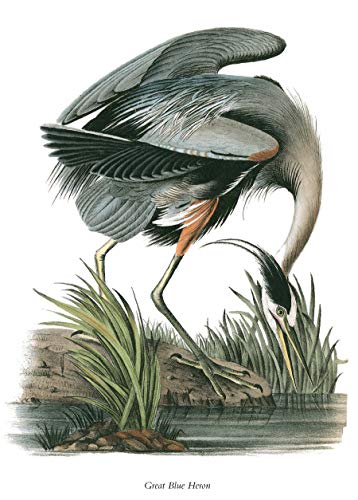 Thoreau's Notes on Birds of New England