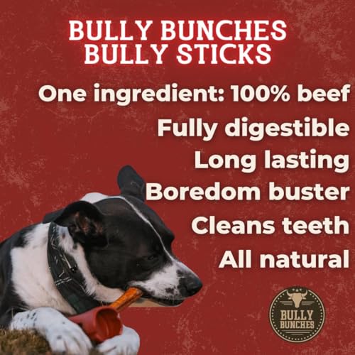 Bully Bunches All Natural Jumbo 12 Inch Bully Sticks – Odour Free, Rawhide Free, Chemical Free – Safe, Long Lasting Thick Beef Dog Chew Gnaws – Fully Digestible Treat for Medium and Large Dogs, 5 Pk - Thumbnail 5