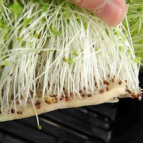 Micro-Mats Hydroponic Grow Pads - For Organic Production - 25 Pack - Plant & Seed Germination: Wheatgrass, Microgreens, More - For 10X10 Trays #TOP2