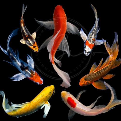 Swimming Creatures Premium Butterfly Fin Koi Assorted Colors & Patterns Live Pond & Aquarium Fish (Size Approx. 3-4) (5)