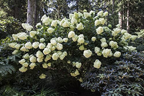 Hydrangea paniculata 'Phantom' 80 cm Stammhöhe – Winterhart, Mehrjährig, Pflegeleicht – Rispenhortensie – Zierstrauch für Garten & Kübel