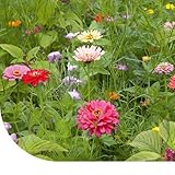 MRS Seeds & Mixtures