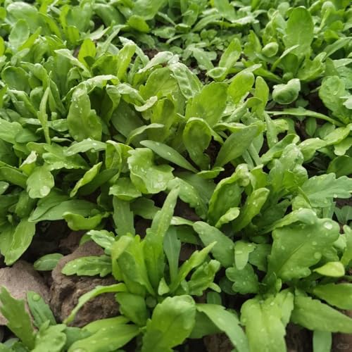 Semillas de crisantemo coronarium, semillas de hortalizas de invierno semillas de crisantemo comestibles, semillas de hortalizas, jardín balcón semillas de hortalizas, semillas de 300pcs