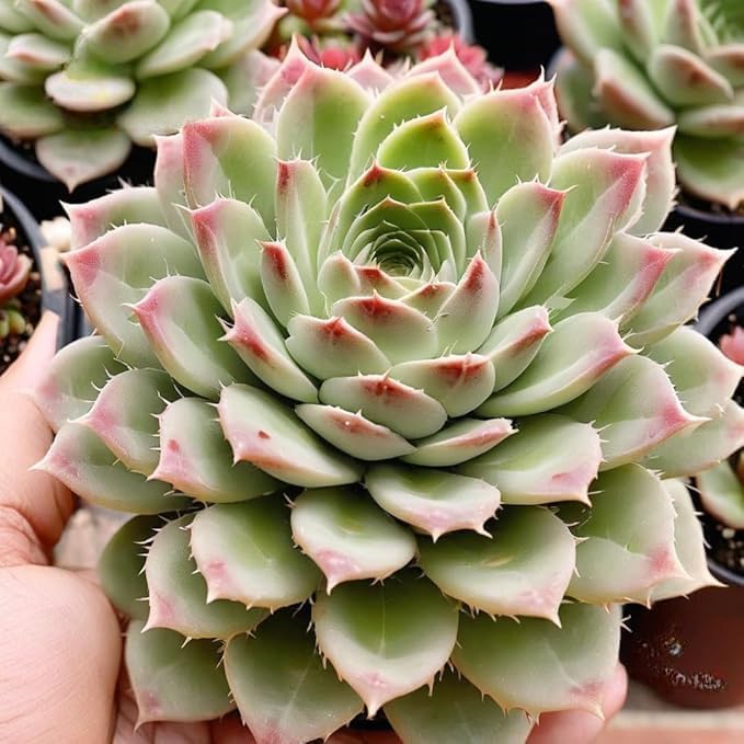 Image of Live Laxmi Kamal /Vishnu Kamal Cacti and Succulent Plant with Pot | Original Good Luck Indoor Outdoor Live Plant for Home Office Decoration | Vastu Positive Energy Plant (SMALL, LAXMI KAMAL)