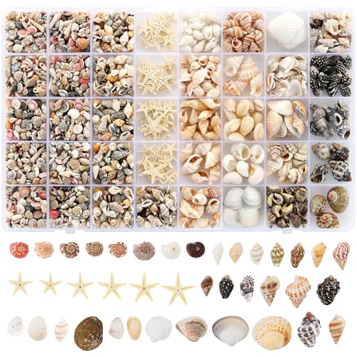 Zefy 23 Types Small Sea Shells for Crafts 1200 Pcs Tiny Seashells with Mixed Size Starfish Mini Shells for Vase Filler Beach Theme Party Home Decor