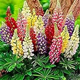 Semillas de Flores: altramuces herbáceas perennes en Plantas al Aire Libre Planta de decoración de jardín [Semillas Home Garden Eco Pack] Semillas de la Planta de