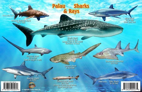 Palau Sharks & Rays Guide Franko Maps Laminated Fish Card
