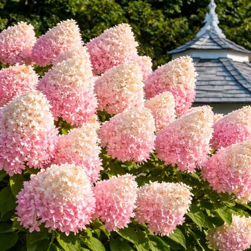 Pee Gee Hydrangea Live Plants Hydrangea Paniculata Grandiflora Large Pink & White Cone-Shaped Blooms Hardy Flowering Landscape Shrub Live Garden Plant (1 Plant)
