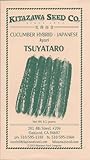 Japanese Cucumber Hybrid - Tsuyataro