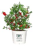 Proven Winners - Chaenomeles Double Take Scarlet (Quince) Shrub, scarlet/ thornless, #2 - Size Container