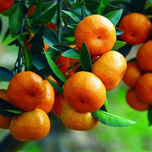 GreenWorld Sweet & Rare Seedless Pau Kinnow"/Kinnu Variety santra Fruit Grafted 1 Healthy Live Plant & Tree (1-1.5 Feet Size) Fruit After 1 Year