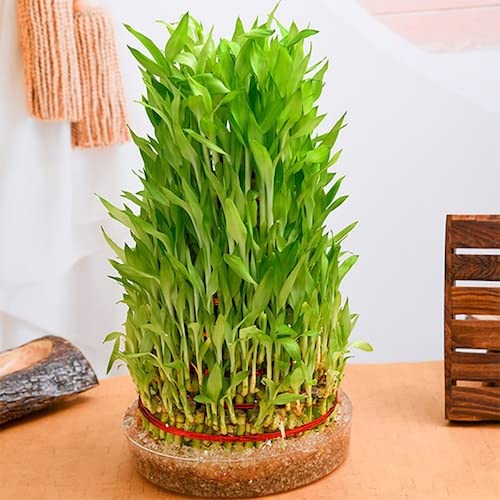 Wbonline plants Lucky bambu live plant h (B0BSS8Z1JD) Amazon Price History, Amazon Price Tracker
