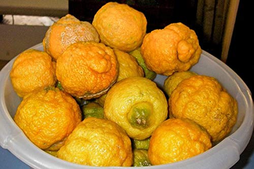 1279-Dwarf Rough Lemon Tree (Citrus Jambhiri Lush.) Seeds By Robsrareandgiantseeds Upc0764425789413 Non-Gmo,Organic,Historic Plants,1279 Package Of 5 Seeds #TOP3