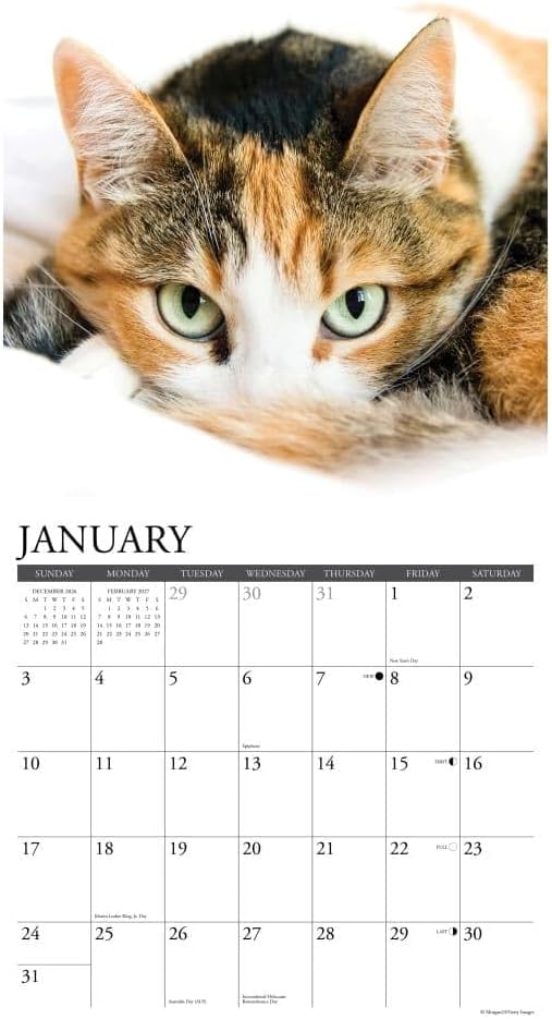 Willow Creek Press, Calico Cats 2027 Wall Calendar image 3