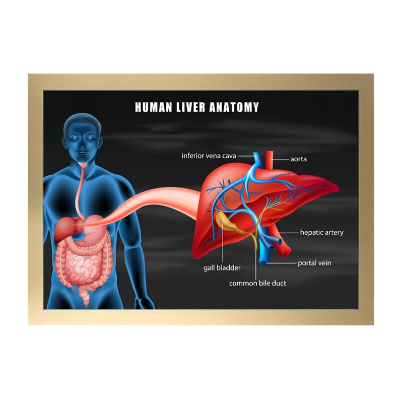 Image of Taanfu Body Educational Learning Anatomy Posters ，Liver Anatomy Art Liver Anatomy Villi Anatomy Art Poster Digestive System Organs Illustration Small Intestine Physiology Anatomy Wall Art Villi