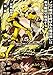 ノロマ魔法と呼ばれた魔法使いは重力魔法で無双する　～まだ重力の概念のない世界にて、少年は万有引力の王となる～ 5 (角川コミックス・エース)