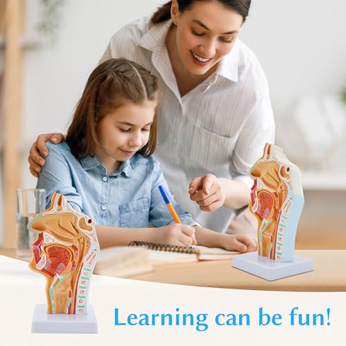Nasen HöHlen Hals Anatomie Modell, Menschliches Anatomisches Pharynx Larynx Modell, für Studenten Studien Display Lehre