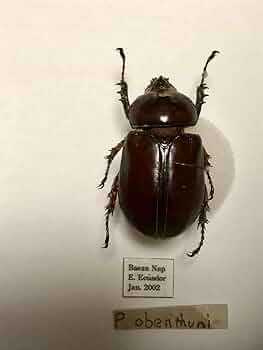 昆虫　標本　カブトムシ　３個体　南米ペルー 昆虫 標本 カブトムシ 3個体 南米ペルー