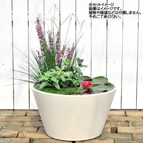 Amazon | 睡蓮鉢 メダカ鉢 金魚鉢 ホワイト 直径44cm 高さ