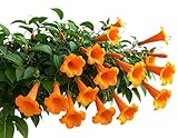 40 Orange Trumpet Bush Seeds for Planting - Orange Blooms Attract Hummingbirds and Pollinators, Easy Growing Vine