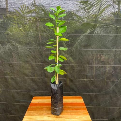 Muda Frutífera de Laranja Lanelate (Umbigo Tardia) Enxertada