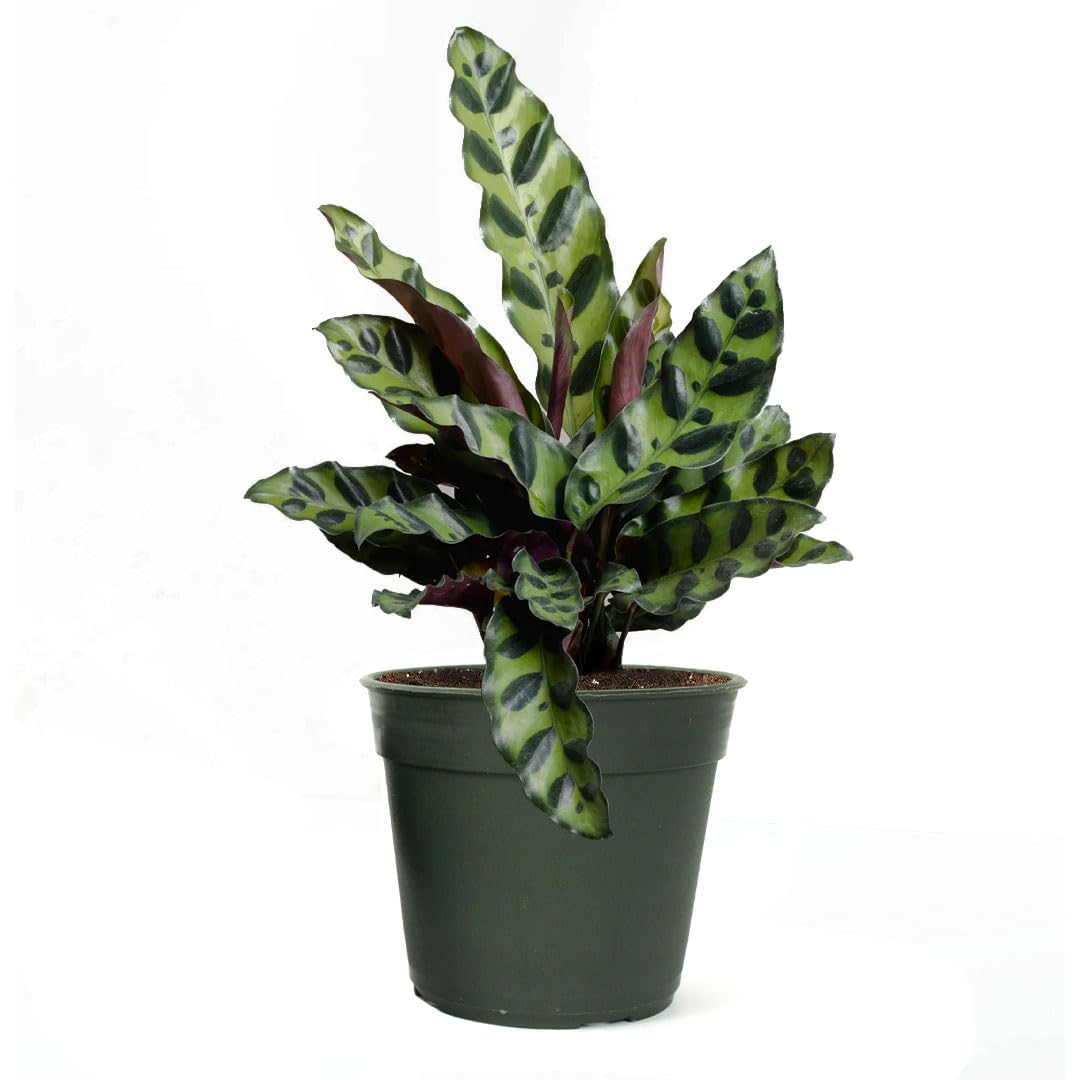 American Plant Exchange Live Calathea Rattlesnake